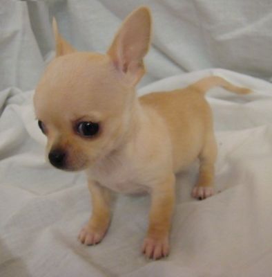 ZUCKERSÜßE CHIHUAHUA WELPE ZU VERKAUFEN 