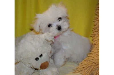 Malteser Welpen Malteserwelpen Hunde Welpen mit Papiere