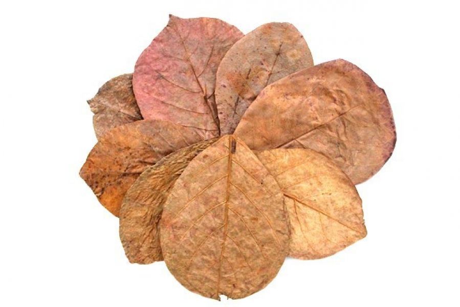 Seemandelbaumblätter 15 -20cm - Garnelenfutter für Garnelen Krebse Welse Aquarium