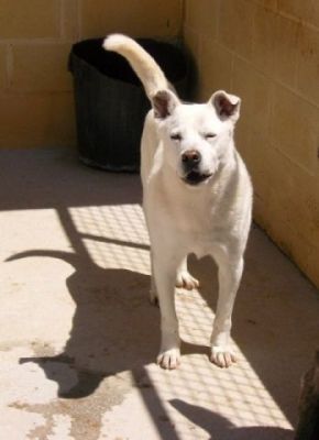 Snowy – Liebevoller Schneekönig bittet höflich um seine Couch!