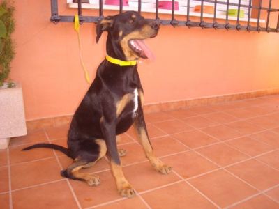 Rolex – Das traumhaft schöne, freundliche Riesenbaby für die Familie!