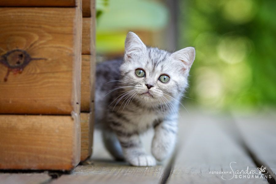 Tapsige Welteroberer suchen...   