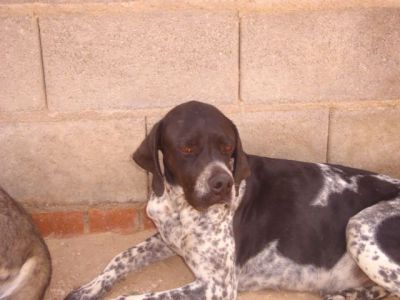 Moira – Super liebe, wunderschön gezeichnete „Dame“ hofft auf die Couch für’s Leben!