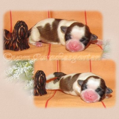 Shih Tzu Welpen aus dt. Zucht mit Papieren