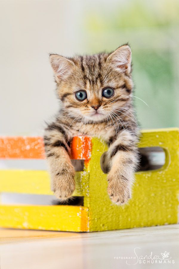 Kleine BKH Herzensbrecher white, blue white, tabby suchen... 