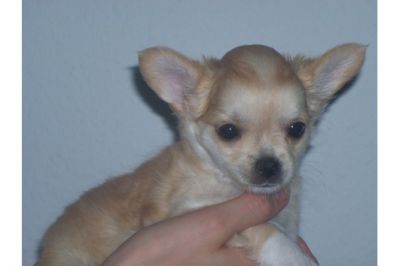 SÃ¼ÃŸer Chihuahua - Welpen - aus seriÃ¶ser VDH - Zucht