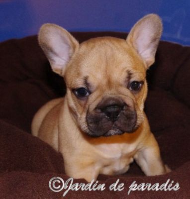 Freiatmende gesunde kleine Französische Bulldoggen Welpen mit Papieren