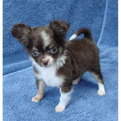 Chihuahua-Welpe (W, LH) mit Impfung, Chip & Gesundheitszeugnis 4