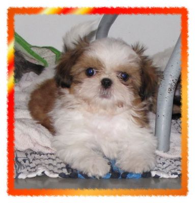 Shih Tzu mit Papieren