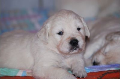 Golden Retriever Welpen ab Mitte August abzug.
