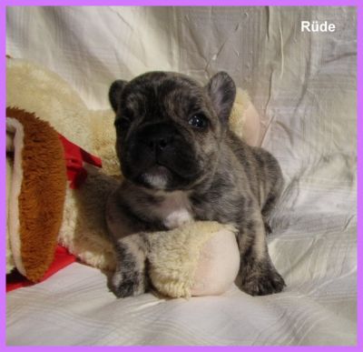 Französische Bulldoggen Babys -Rüde und Hündin-