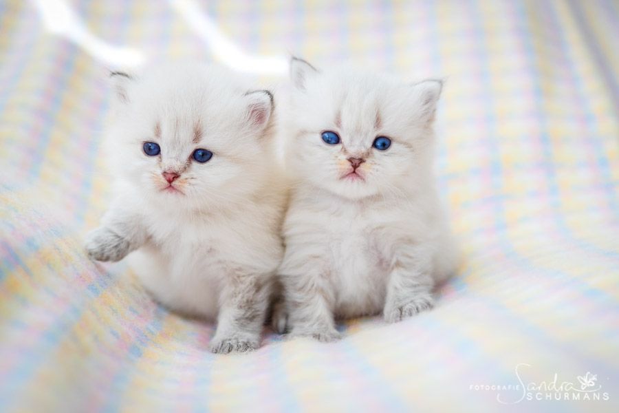 Tapsige Britenkinder in verschiendenen Farben suchen...  