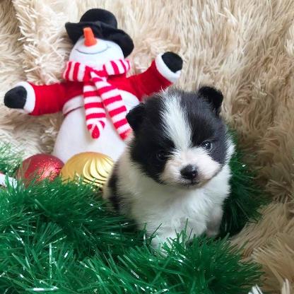 Zuckersüsse Pomeranian Welpen abzugeben