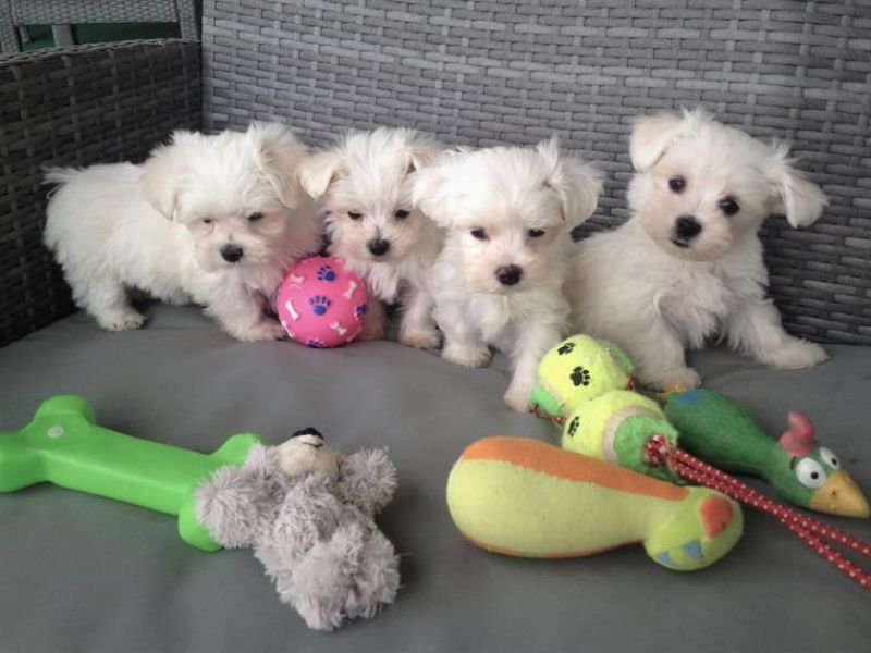 Kraftvolle Liebevoller Reinrassige Mini Malteser Welpen mit Papieren 