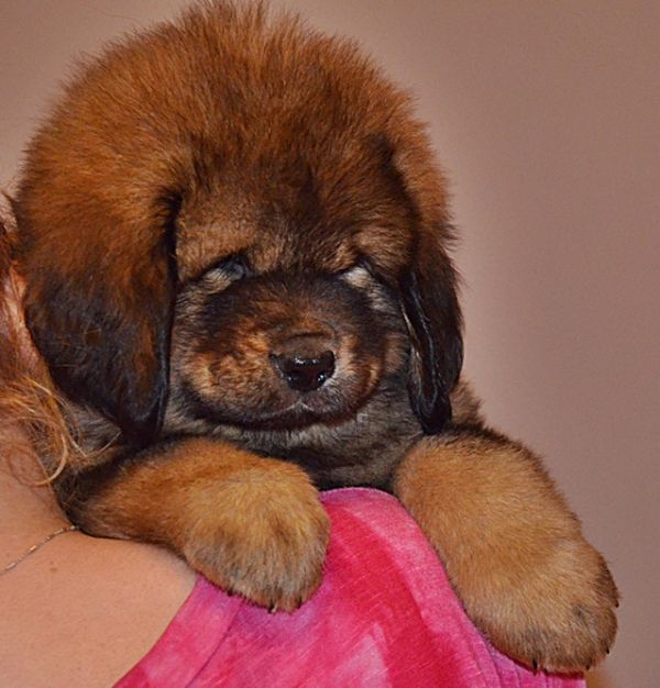 Wunderschöne Do Khyi (Tibet Dogge) Welpen mit FCI-Papieren!