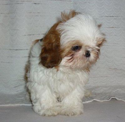 Shih Tzu Welpen dürfen sofort ausziehen