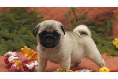 MOPS WELPEN MIT ALLEN PAPIEREN(100EUROS)