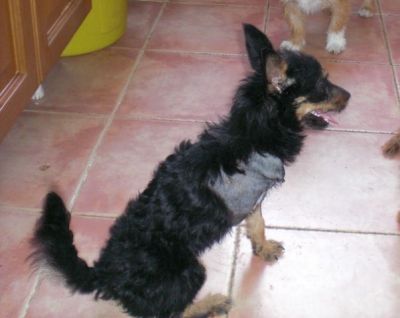 Chanel – Entzückende Kämpfer- und Frohnatur auf 3 Beinchen sucht IHRE Couch!