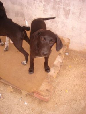 Cacao – Die schokobraune Number Two aus dem Dreikäsehochwurf startet durch!