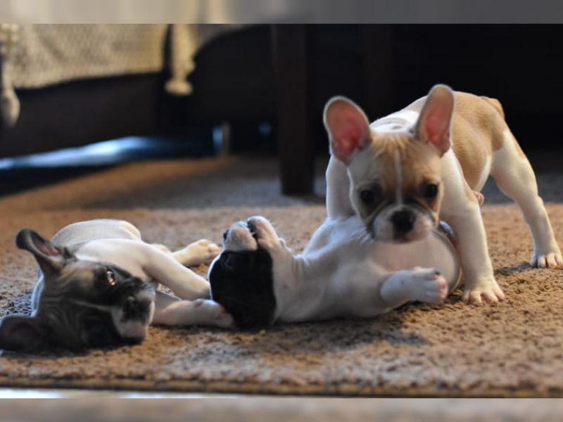  Französisch Bulldogge Welpen zur Verfügung