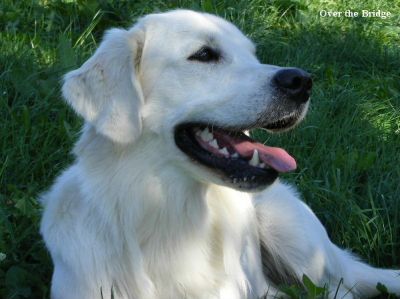 Cremefarbener Golden Retriever Deckrüde