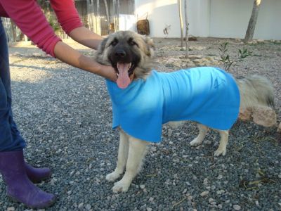 Helado – Bildschöner, fröhlicher Lebenskünstler startet Richtung Familie!