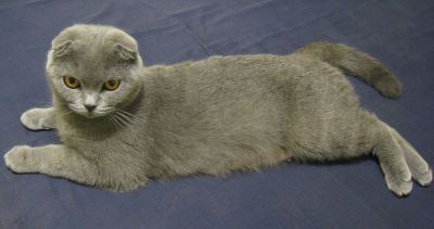 Scottish Fold