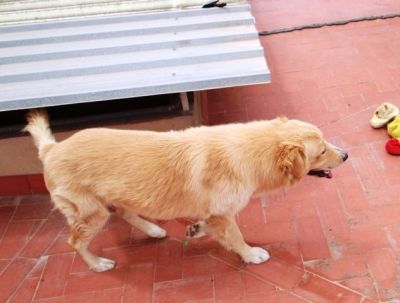 Coco – Ausgeglichenheit, Souveränität und super Optik für die Familiencouch!