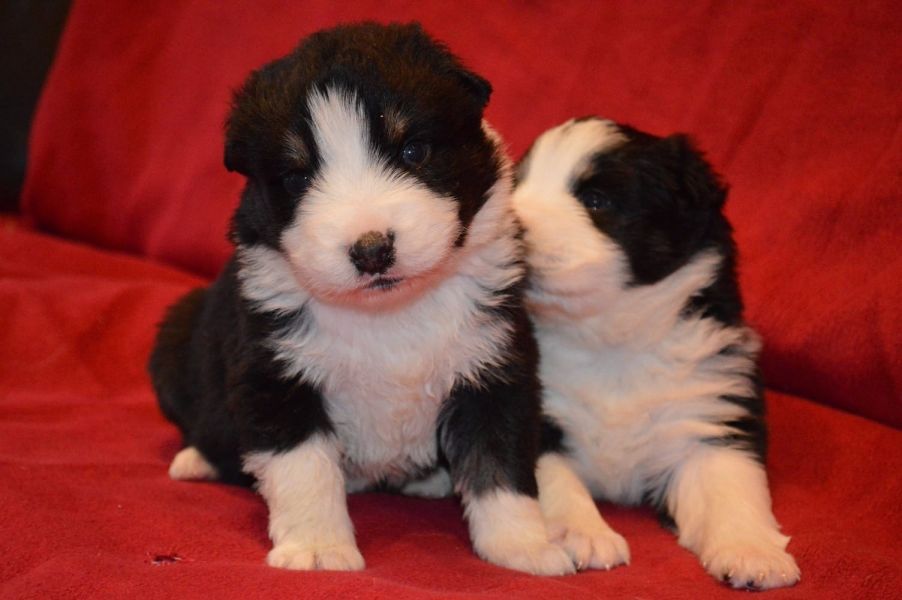 Australian Shepherd Welpen, in tollen Farben mit blauen Augen, 