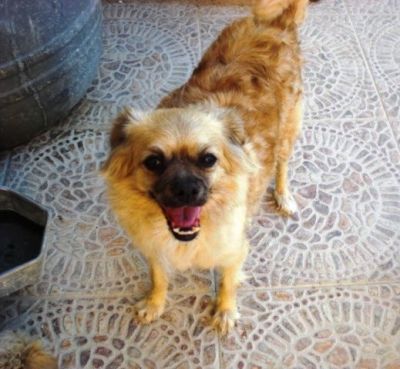 .Tatiana – Ganz liebe, kleine Hundemama hofft endlich auf ihr Coucheckchen!