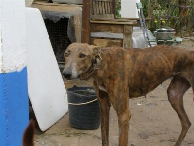 Alexa – Sind Herz & Couch bereit für diese einmalig schöne Galga ?!