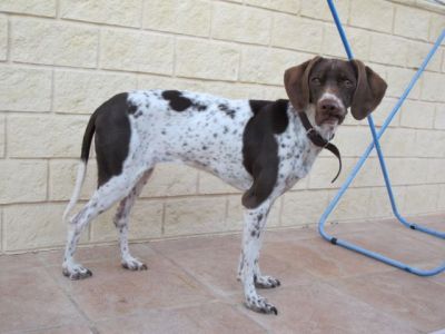 Jara – Wo sind 47 Zentimeter Frohsinn und Liebe herzlich willkommen?