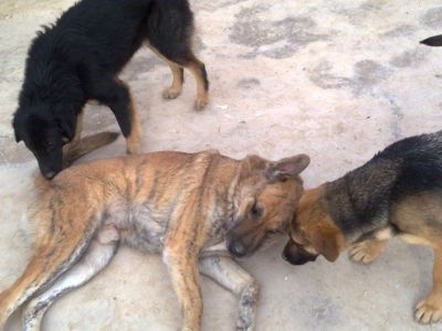 Martin – Mit Ruhe & Gemütlichkeit … erobert man ein Coucheckchen!