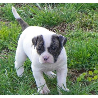 Wir haben  kräftige American Bulldog (Bully-Typ)Welpen.Aus einer Top Verpaarung.