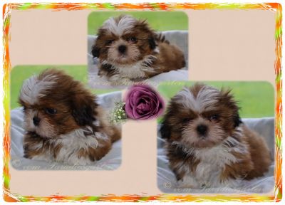 Shih Tzu Babys aus guter dt Hausaufzucht mit Papieren