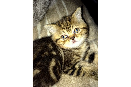 Süsse BKH Kitten mit Stammbaum in gold tabby,silver tabby