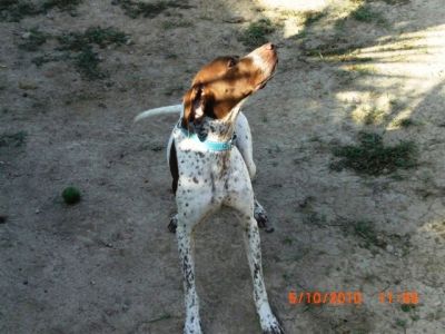 Sheriff – Noblesse und Anhänglichkeit in traumhafter „Jacke“!