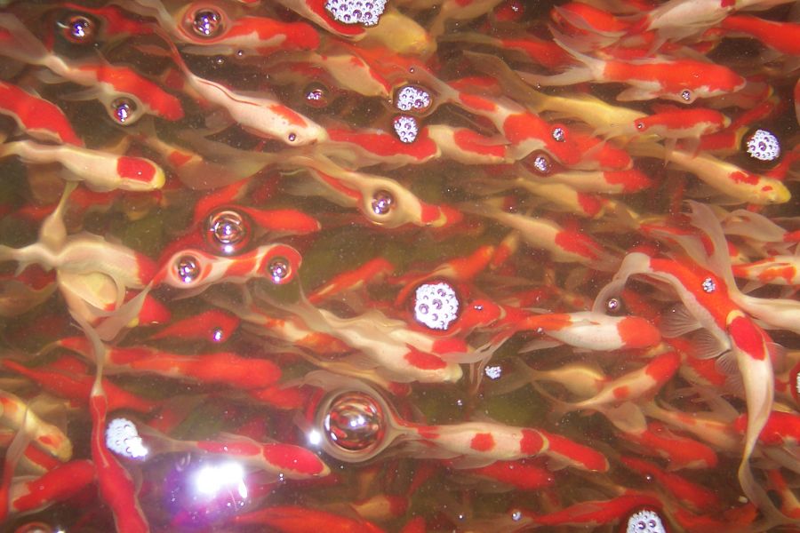 Japan Koi, Teichmuscheln, Edelkrebse, uvm. vom Koi-Center Schafflund