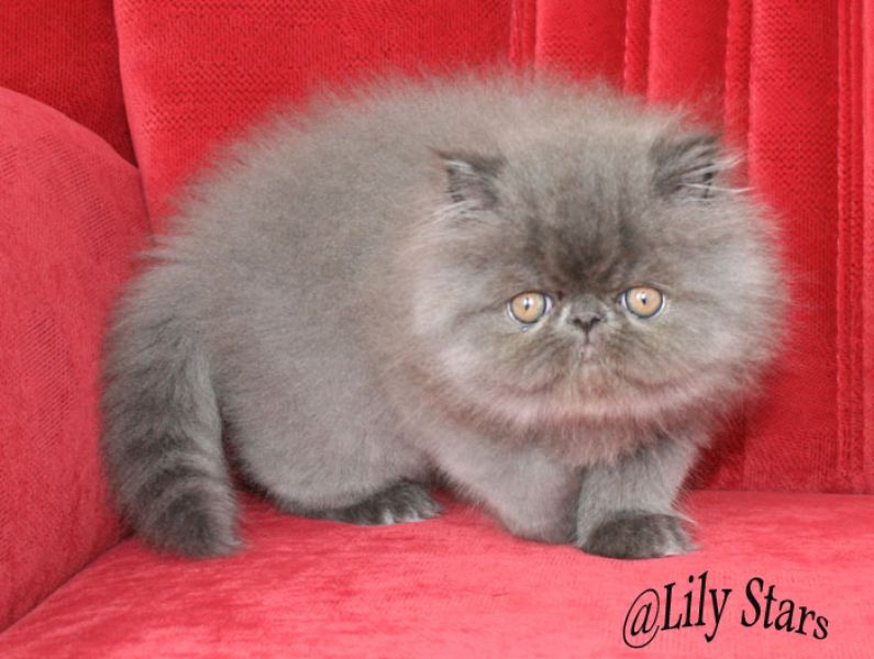 Süsse Perserkitten