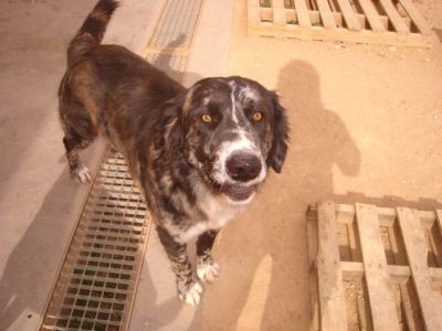 Laila – Große „Sanfte“ erbittet Wärme, Liebe und Couchplatz!