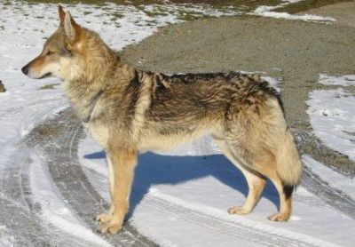 Tschechoslovakische Wolfshundwelpen