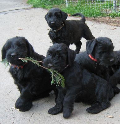 Riesenschnauzerwelpen  / Mittelschnauzerwelpen suchen tolle Familien