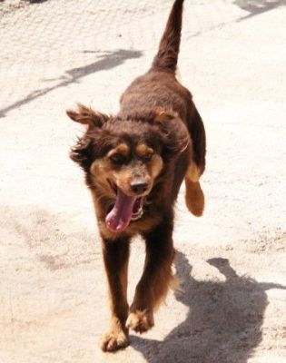 Tomy – Hübscher, fröhlicher Herzensbrecher im Anflug auf Familie !