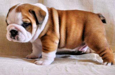 Englisch Bulldogge Welpen zu verkaufen