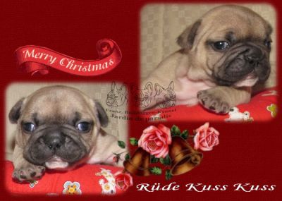 Französische Bulldoggen