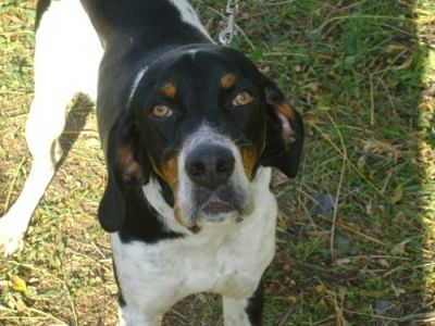 Valent – Wunderschöner tricolor Pointer mit großem Familienwunsch!