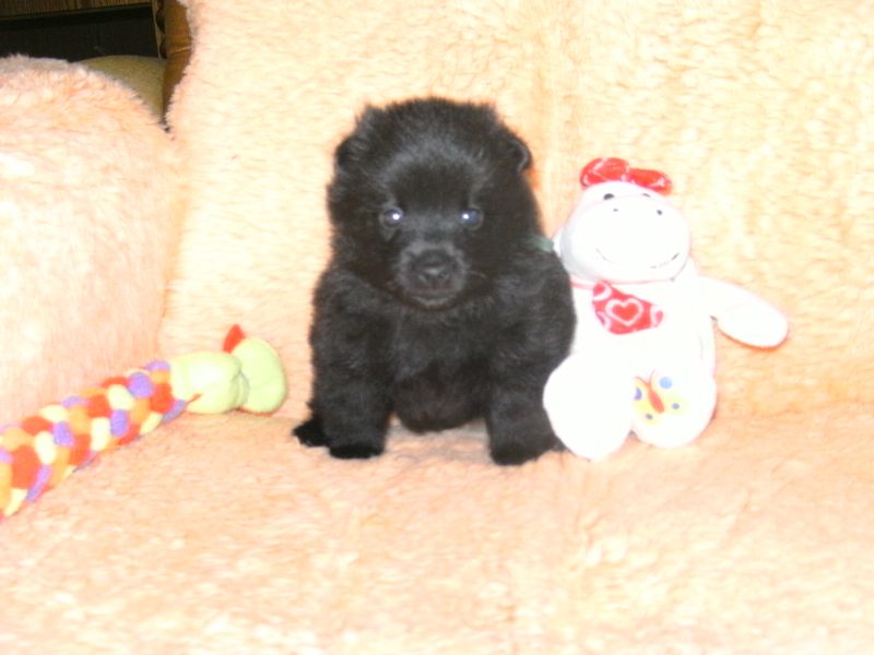 Schipperke welpen zu verkaufen !