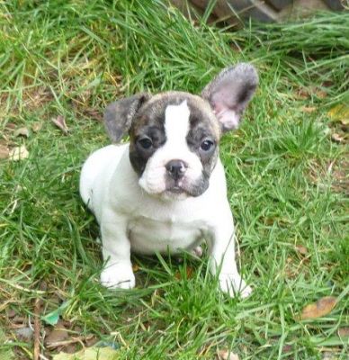 Französische Bulldoggen Hündin Ronja sehr typvoll mit Papieren