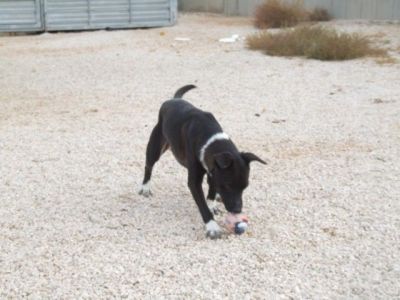 Mosquito – Handliches, ulkiges Männlein passend für jede Couch!