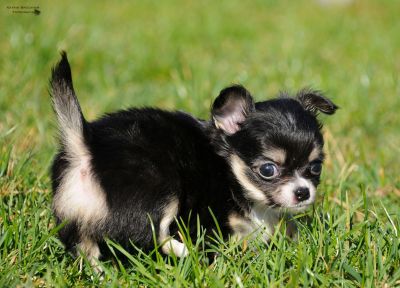 zuckersüße Chihuahuawelpen zu vergeben